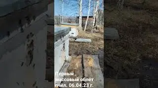 Первый массовый облёт пчёл. 06.04.23 г.