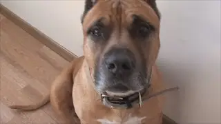 У Пса железное терпение!!! Он злобно рычит на шипение!!! [Рыбачёв и Пёс НЕИЗДАННОЕ]