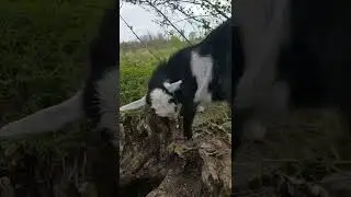 Царь горы // King of the mountain