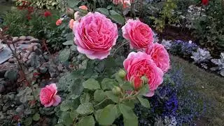 ✿➽Роза Принцесса Александра оф Кент, 2020  🌺🌿фирма Поиск🌺🌿