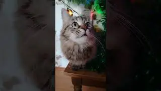 #ведическаякультура