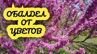 ГИГАНТСКИЕ СЕКВОЙИ и ЦВЕТОЧНЫЙ РАЙ! 😱 Парк Южных Культур в Адлере Сочи ОБАЛДЕТЬ КАК КРАСИВО!