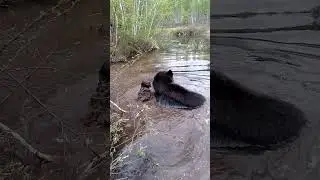 Медвежонок любитель водных процедур.