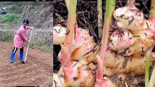 Growing Organic Ginger With Low Cost Low Maintenance Is Easy If You Know This Method 