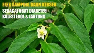 Lebih Dari Takaran, Ini Efek Samping Daun Kersen