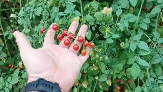 Ягоды или Помидоры? Сразу и не скажешь! Свит Пиа - Сладкий Горошек!
