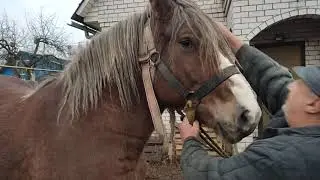Цыганские породистые лошади