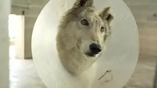 Simpson's Surgery: Beloved ZooMontana gray wolf undergoes second brain surgery