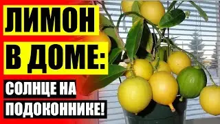 🔵 ЛИМОН ИЗ СЕМЕЧКИ В ДОМАШНИХ УСЛОВИЯХ 🔵 ЛИМОННОЕ ДЕРЕВО В ПОДАРОК ❗