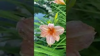 В моем саду зацвели лилейники❤️❤️❤️