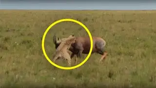Гепард БЕЗЖАЛОСТНО УБИВАЛ АНТИЛОПУ ! ВЫ БУДЕТЕ В ШОКЕ !
