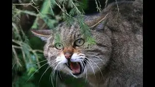 Как охотится лесной кот?