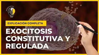 EXOCITOSIS || Constitutiva y regulada ✌ ¡FÁCIL Y RÁPIDO!