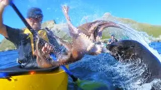Самые необычные случаи на море с осьминогами!