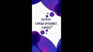 Почему САМЦЫ КРАСИВЕЕ самок? — Научпок 