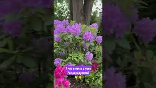 А это - пахизандра) веснозелегый многолетник! Уже сейчас есть нас в садовом центре! +79036724853🍃