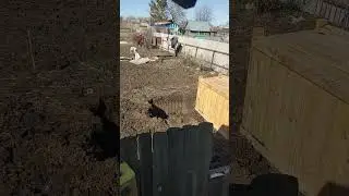 туалет на даче