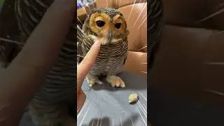 Adik Bimbim nakal sekali membuat Kakak Bibib dimarahin‼️😢🦉😭 #cuteanimal #funnyvideo #cute #funny