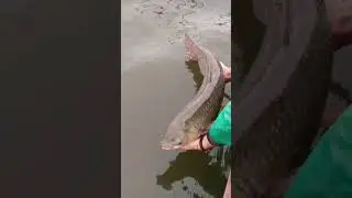 Отпускать всегда приятно. Важный момент рыбака. #shorts #carpfishing #рыбалка