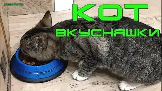 КОТ. Вкусняшки. (20200305)