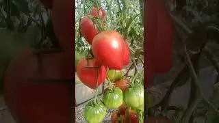 Томат Сержант Пеппер розовый