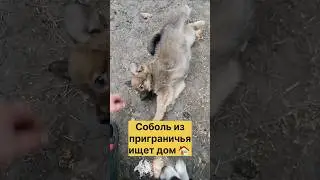 Осталось вывезти 2 щенка 🙏