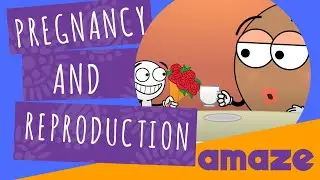 Pregnancy & Reproduction Explained
