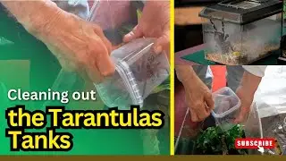 Mam Cleaning out the Tarantulas Tanks