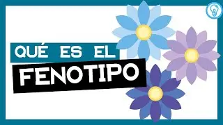 ✌ FENOTIPO 👀 || Fácil y Rápido
