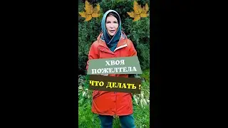 Осеннее пожелтение хвойных  Что делать если хвоя пожелтела