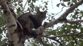 Кошка на дереве