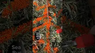 You Need All Kind Of Tools To Harvest This Fruit #satisfying #fruit #asmrvideo