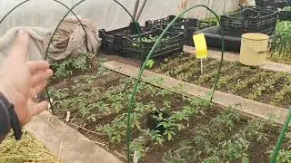 Высаживайте в теплицу помидоры так и они не замёрзнут! Когда высаживать томаты в 2021 в Подмосковье