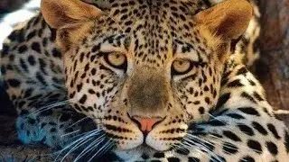 СИЛА ЛЕОПАРДА… ПРОЙТИ НЕЗАМЕТНО…СИЛЬНО…ДЛЯ ВСЕХ…ИНГА ХОСРОЕВА