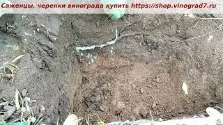 Повреждение корневой системы винограда и бактериальный рак, профилактика. Пузенко Наталья Лариасовна