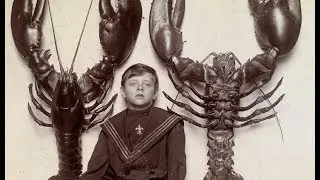 Гигантские Омары. Giant lobsters.