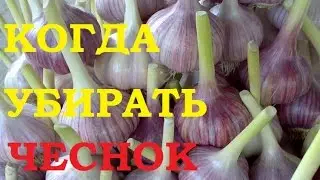 Когда убирать чеснок. Как узнать сроки уборки?