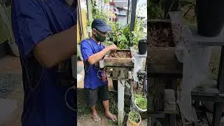 Penyedotan Madu Kelulut #73