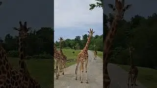 SAFARI PARK 🦒 🦁 🐅
