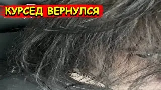 КУРСЕД ВЕРНУЛСЯ. КУДА ОН ПРОПАДАЛ?