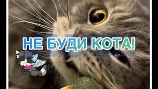 ПОЧЕМУ НЕЛЬЗЯ БУДИТЬ КОТА?!
