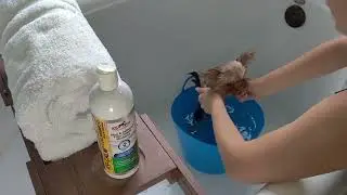 K9 Pro Puppy Shampoo w/ Aloe & Oatmeal. Smells like a Pina Colada!