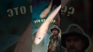 Самая необычная пресноводная рыба. Байкальская голомянка. #fishing #рыбалка