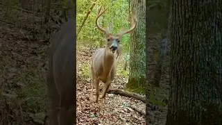 What Chased These Deer? 