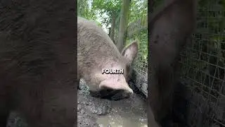 Did you know why pork is prohibited in Islam and Christianity?