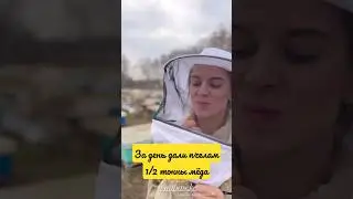 Проверка качества корма для пчел 