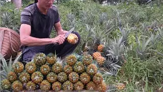 Wild pineapple is a delicious fruit that grows wild and is difficult to find, vang hoa