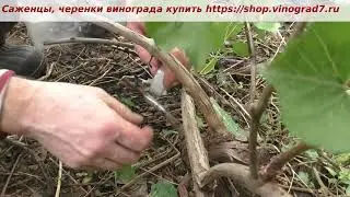 Прививка винограда черным в черное- подвой Кобер, нюансы прививки на черный подвой. Пузенко Наталья