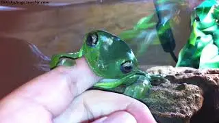 Voigt enjoys a big serving of Consolation Finger after her Bath!