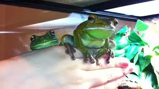 Round Frog is Home today! Voigt is Not Sure, unless you have Treaties!